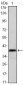 MSI1 Antibody
